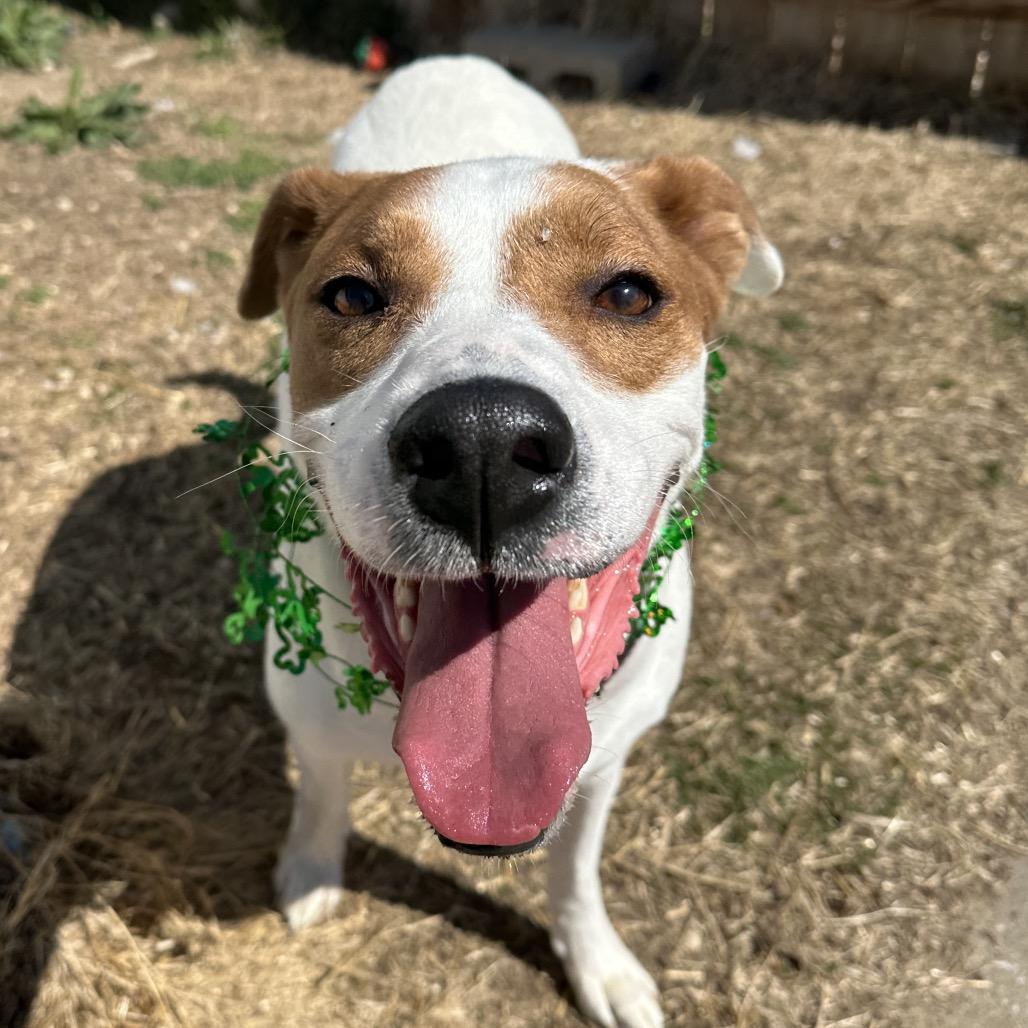 Enlarge Saige, a Adoptable mixed breed in Shawnee, KS image 3/6