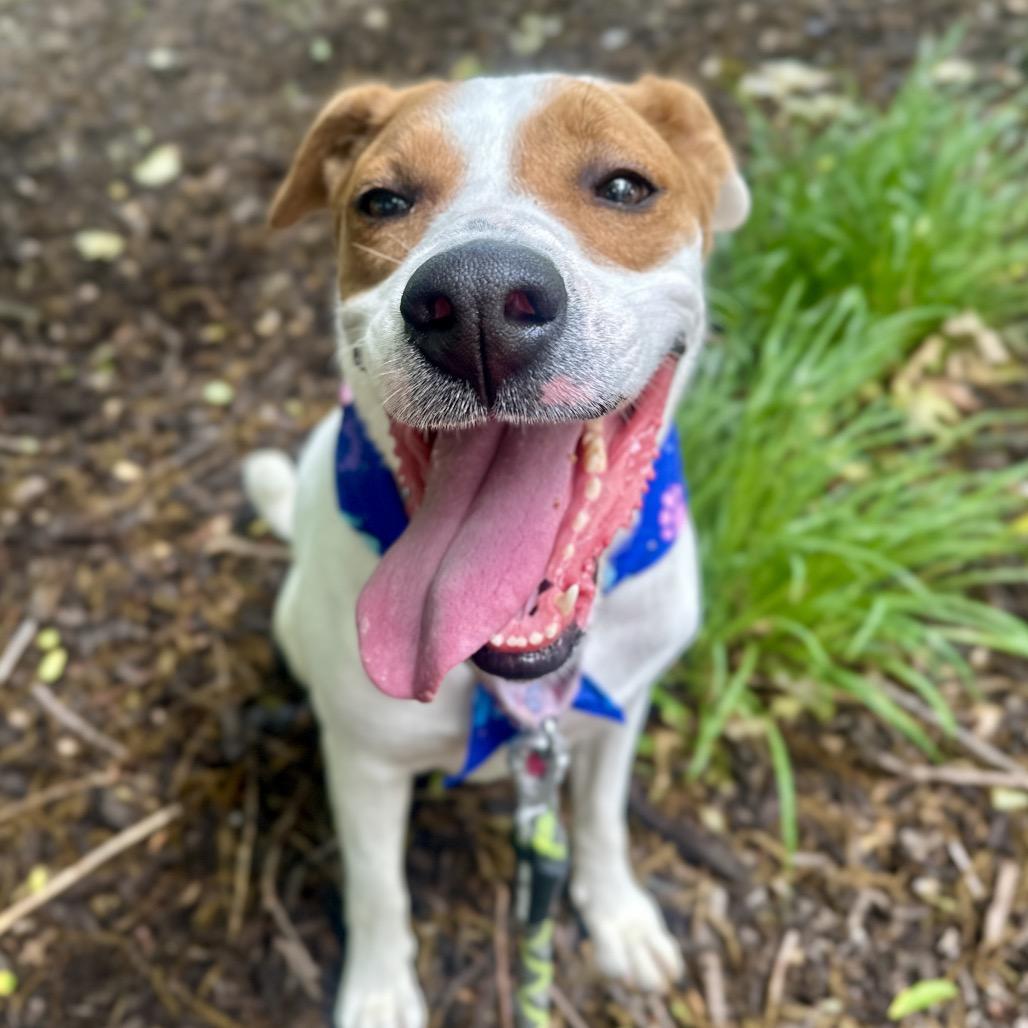 Enlarge Saige, a Adoptable mixed breed in Shawnee, KS image 3/5