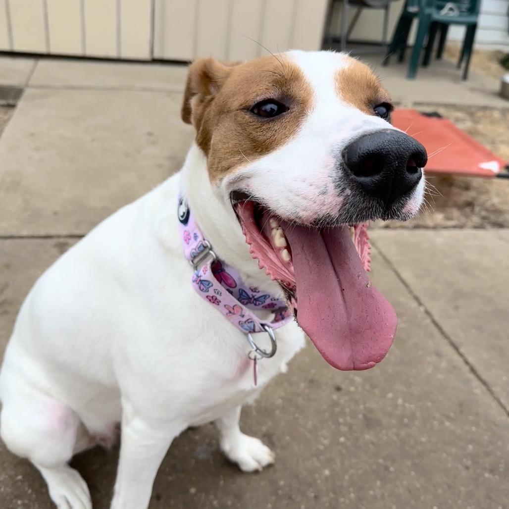 Enlarge Saige, a Adoptable mixed breed in Shawnee, KS image 4/6