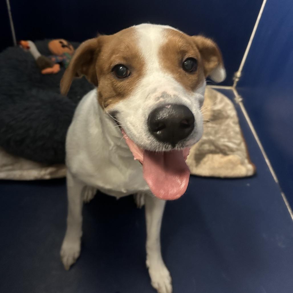 Enlarge Saige, a Adoptable mixed breed in Shawnee, KS image 5/6