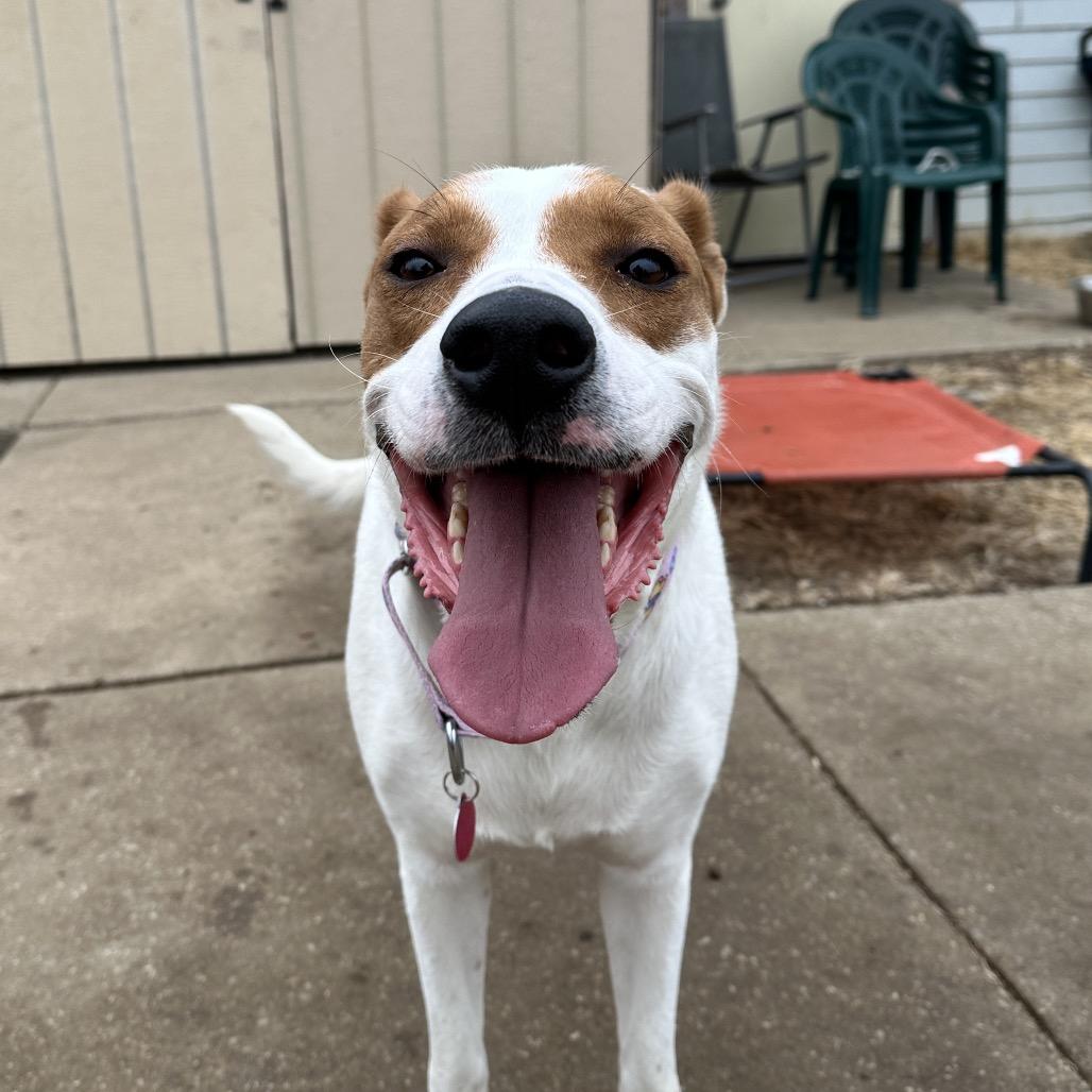 Enlarge Saige, a Adoptable mixed breed in Shawnee, KS image 6/6