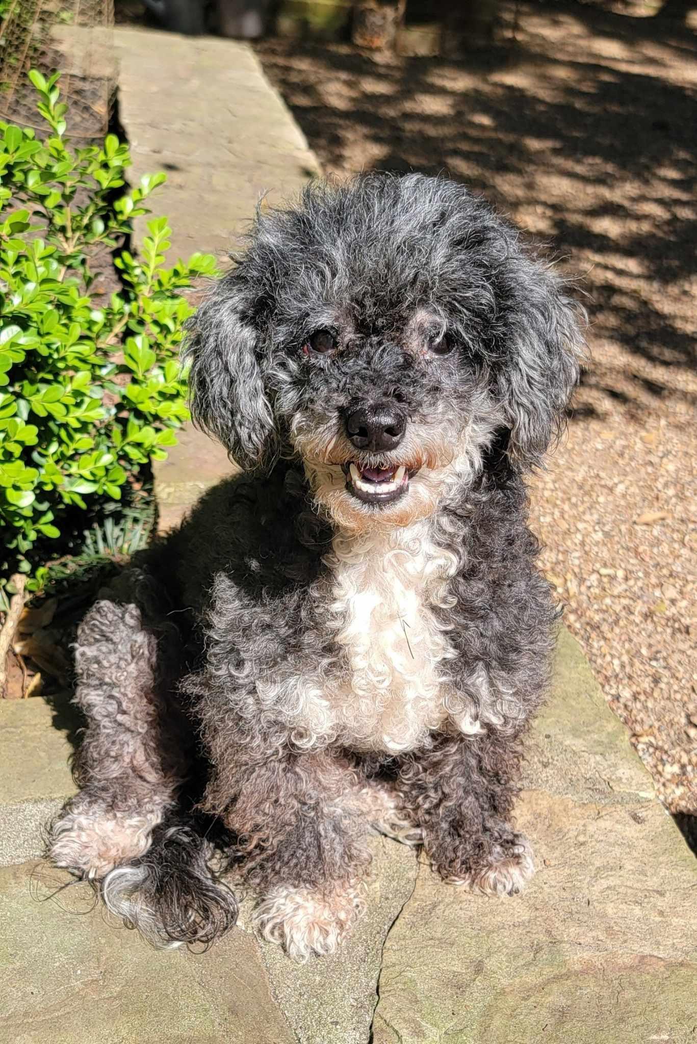 Enlarge Lydia, a Adopted Miniature Poodle in Beaumont, TX image 1/4