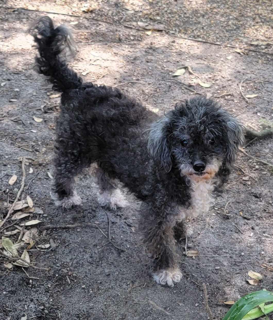 Enlarge Lydia, a Adopted Miniature Poodle in Beaumont, TX image 2/4