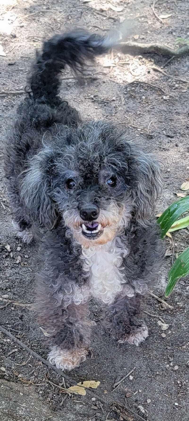 Enlarge Lydia, a Adopted Miniature Poodle in Beaumont, TX image 3/4