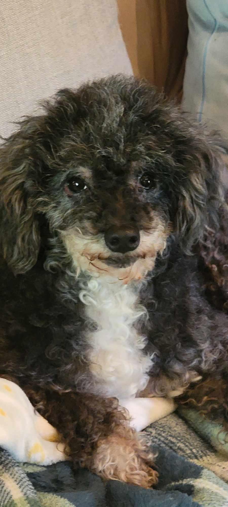 Enlarge Lydia, a Adopted Miniature Poodle in Beaumont, TX image 4/4
