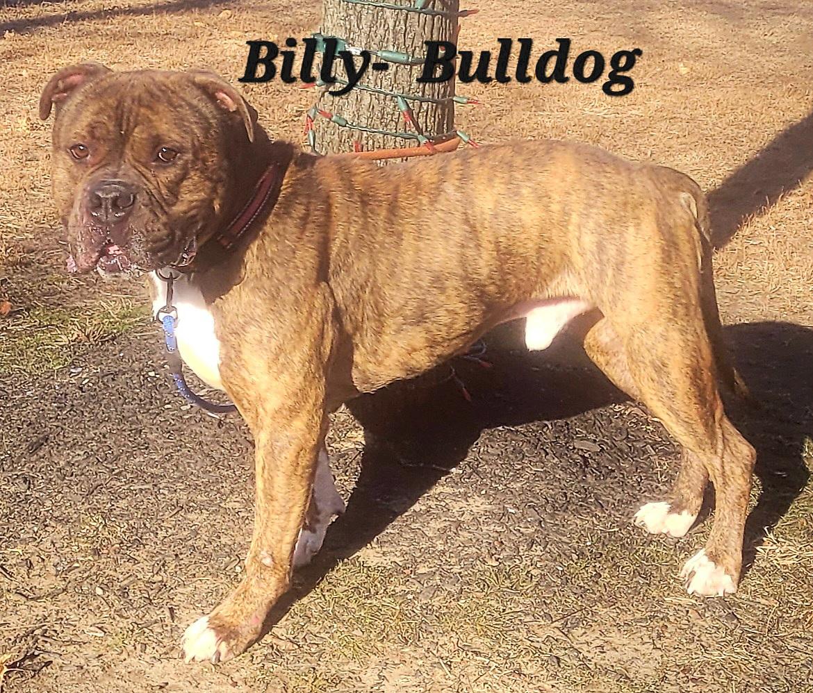 Enlarge Billy- URGENT, a ADOPTABLE mixed breed in Monroe Twp, NJ image 4/5