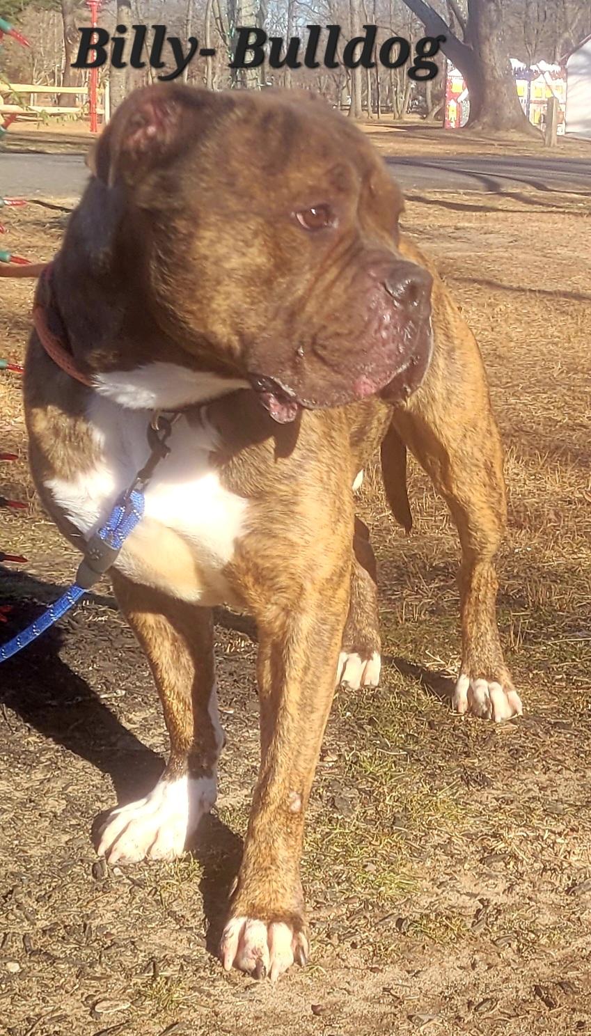 Enlarge Billy- URGENT, a ADOPTABLE mixed breed in Monroe Twp, NJ image 5/5