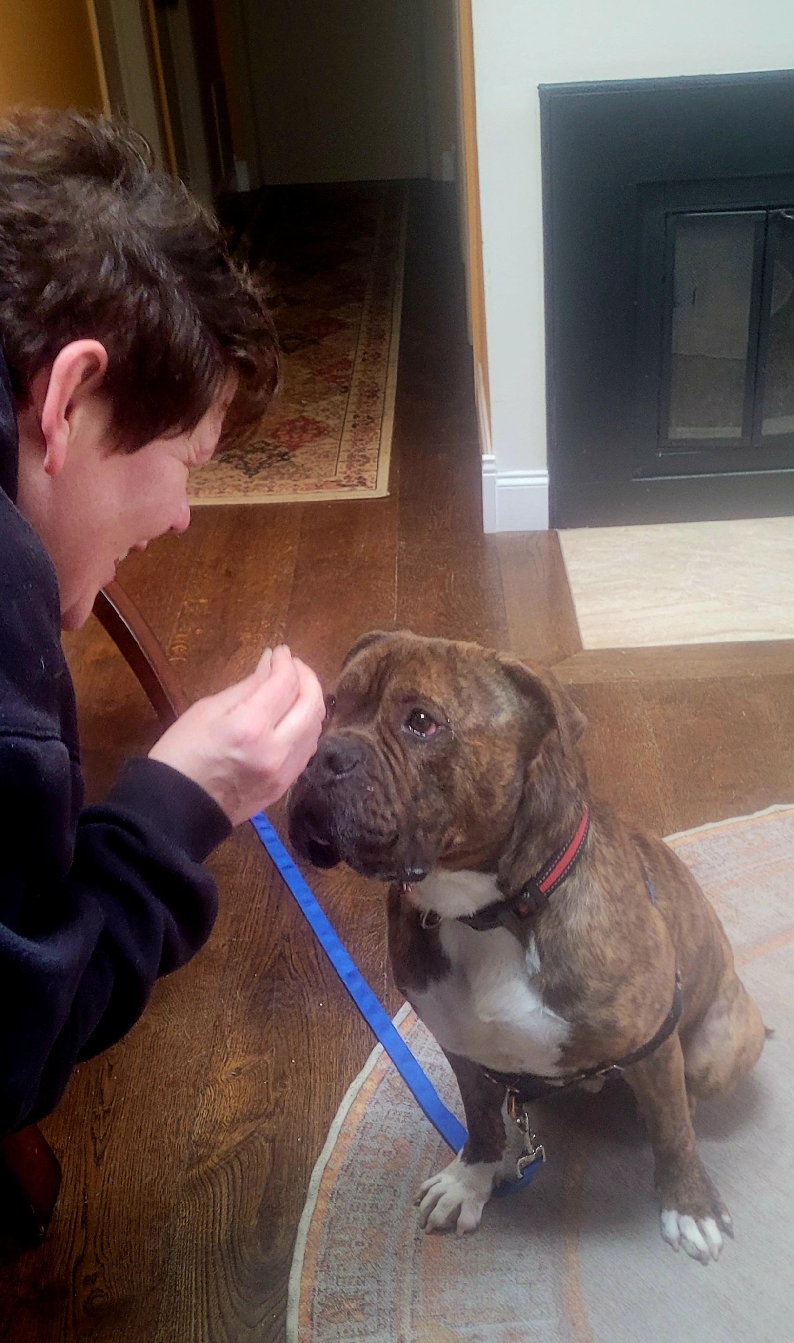 Enlarge Billy- URGENT, a ADOPTABLE mixed breed in Monroe Twp, NJ image 2/5