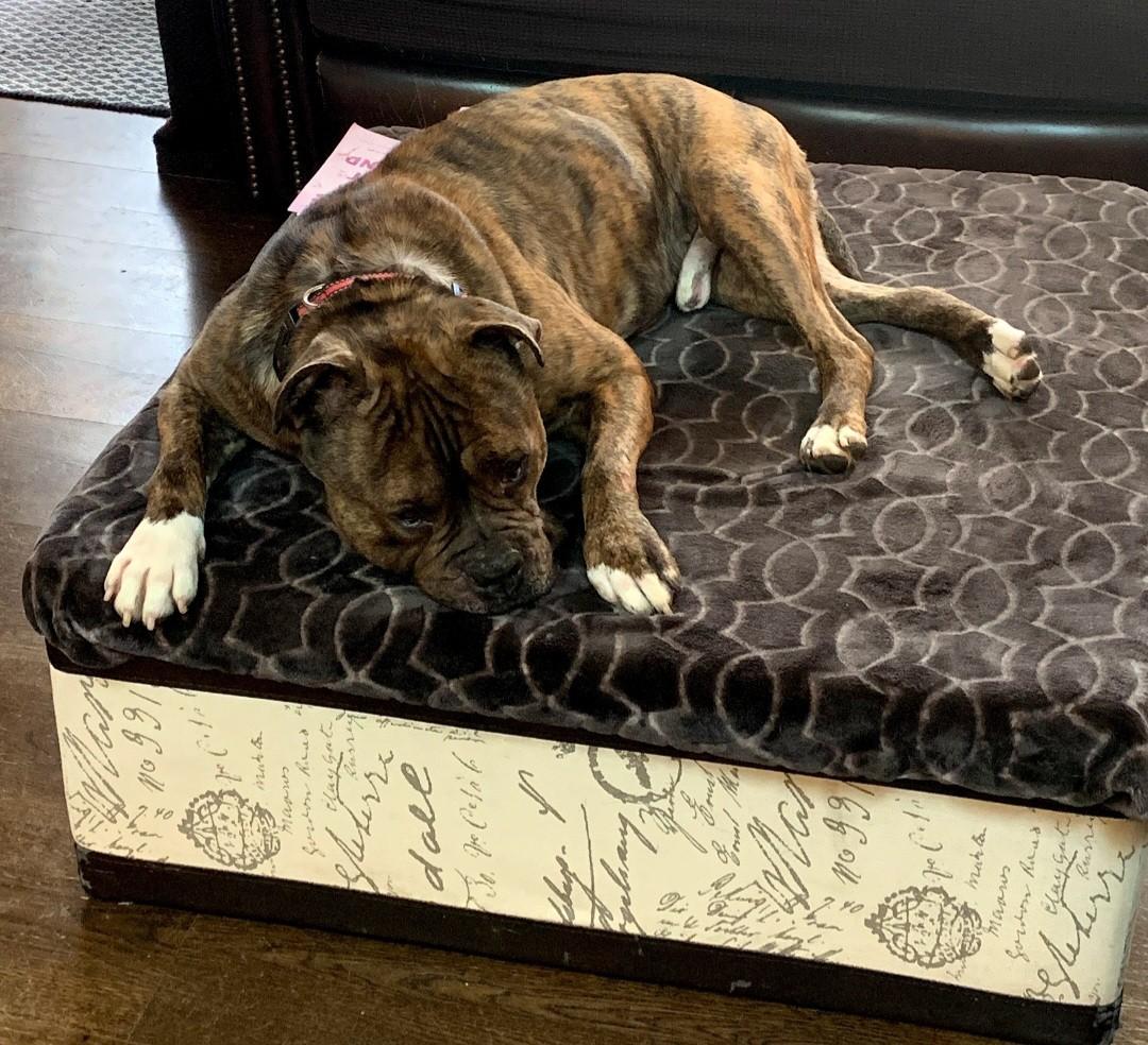 Enlarge Billy- URGENT, a ADOPTABLE mixed breed in Monroe Twp, NJ image 3/5