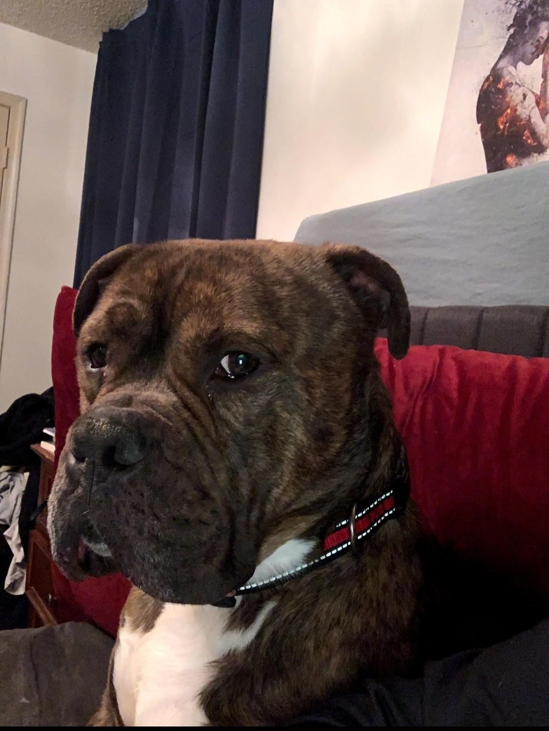 Billy- URGENT, ADOPTABLE, Young Male Mastiff & Bulldog.