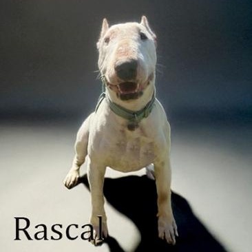 Rascal