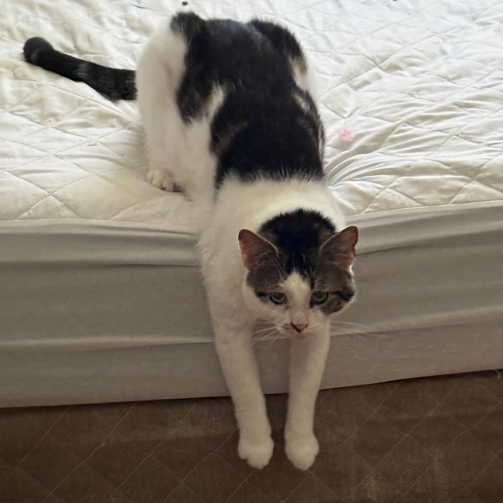 Valentino 23, Adoptable, Adult Male Domestic Short Hair.