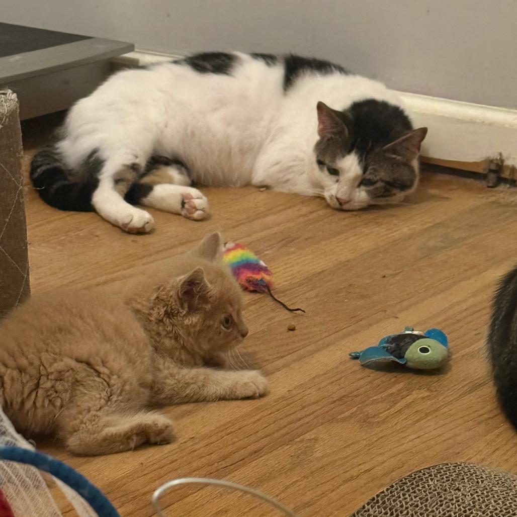 Enlarge Valentino 23, a Adoptable Domestic Short Hair in Philadelphia, PA image 2/6
