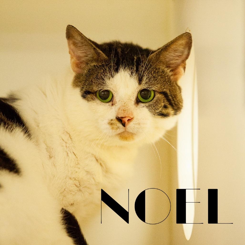 Enlarge Valentino 23, a Adoptable Domestic Short Hair in Philadelphia, PA image 4/6