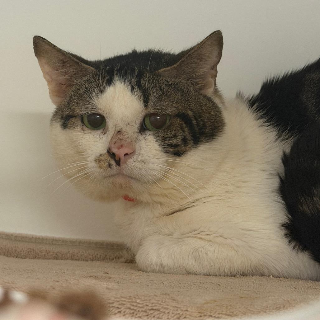 Enlarge Valentino 23, a Adoptable Domestic Short Hair in Philadelphia, PA image 5/6