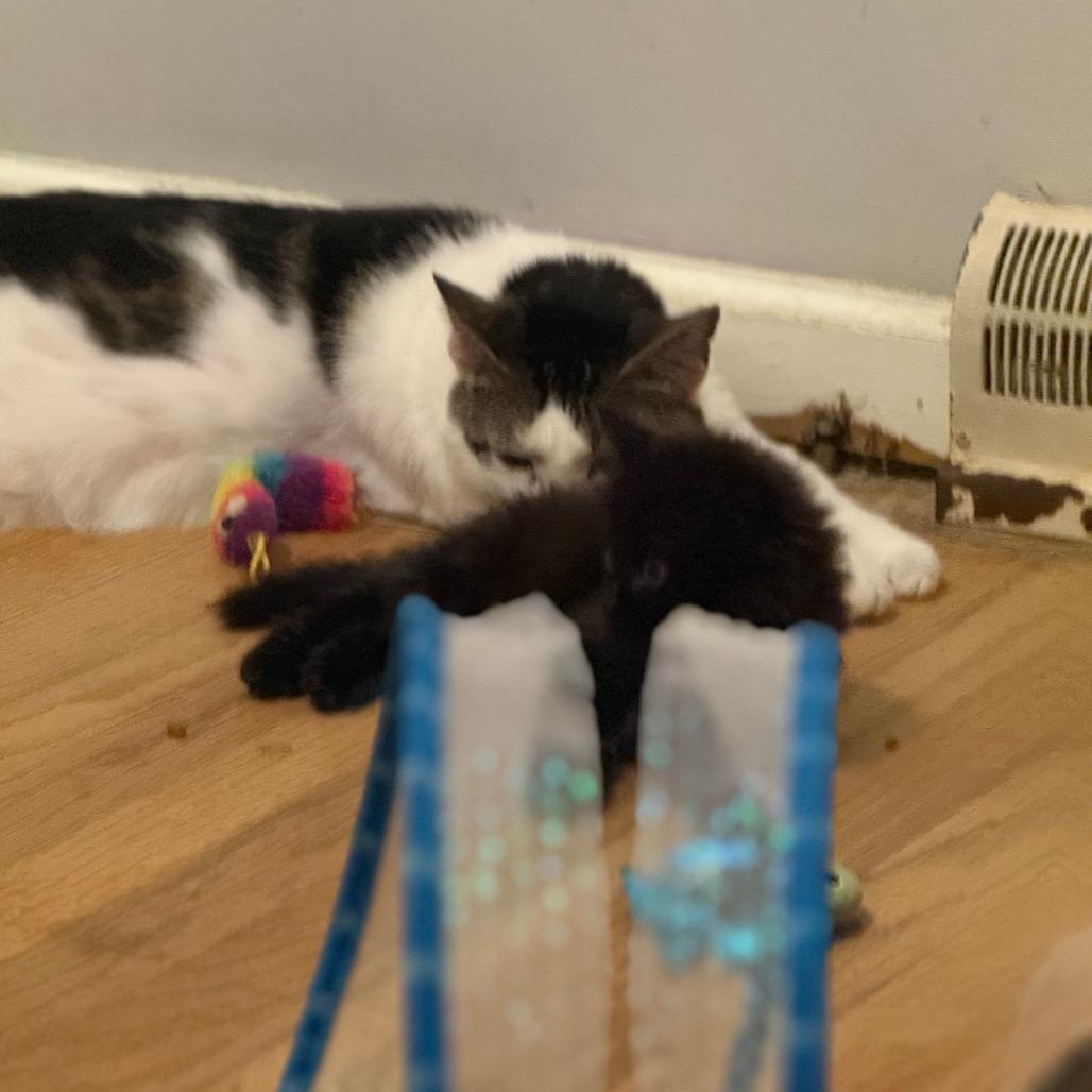 Enlarge Valentino 23, a Adoptable Domestic Short Hair in Philadelphia, PA image 6/6