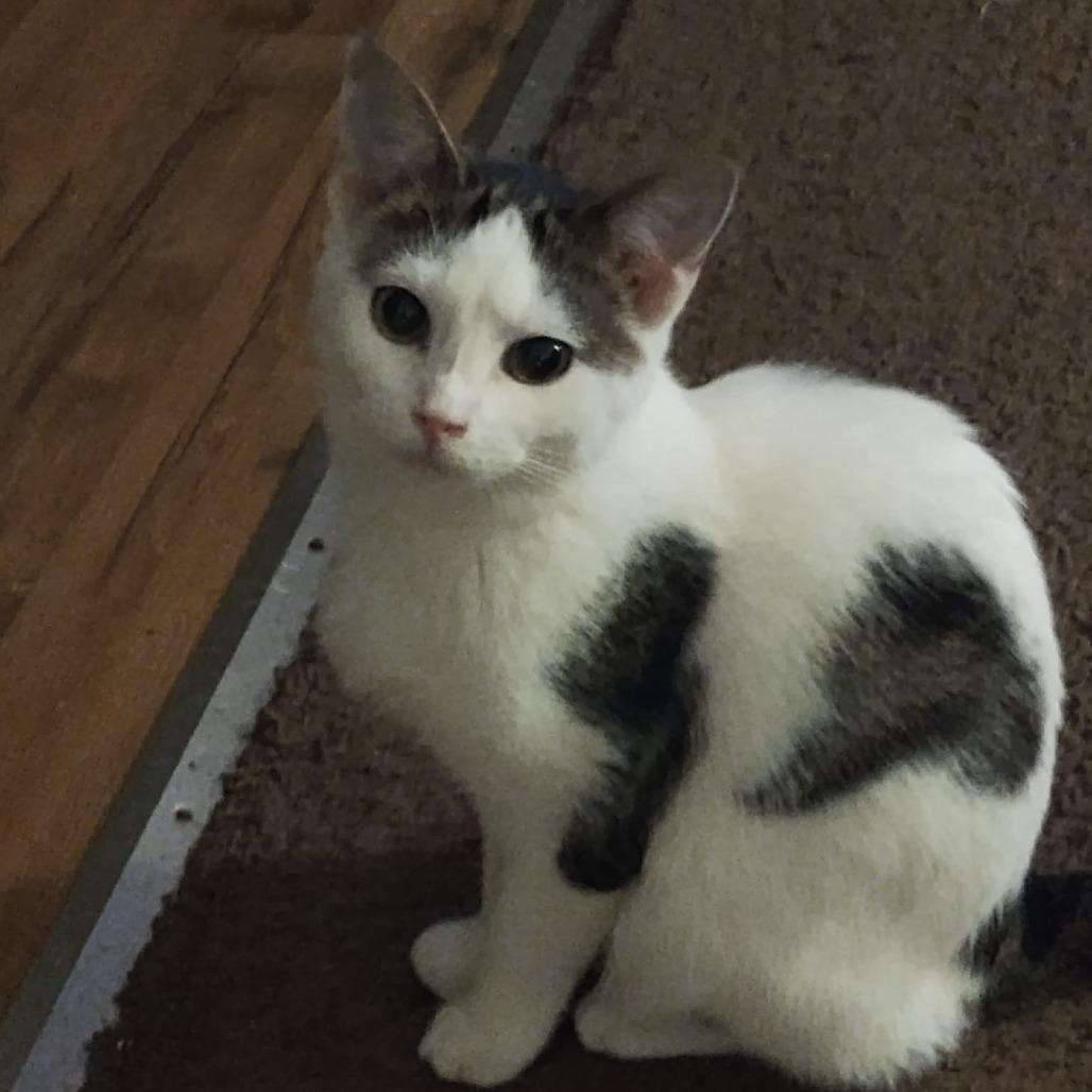 Iris, Adoptable, Young Female Domestic Short Hair.