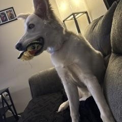 Marley (Courtesy Post), ADOPTABLE, Young Female White German Shepherd.