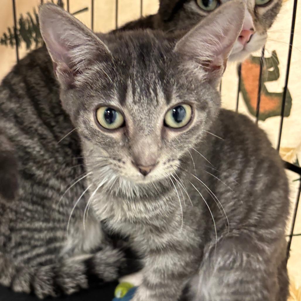 Enlarge Gizmo, a ADOPTABLE Domestic Short Hair in Chippewa Falls, WI image 1/1