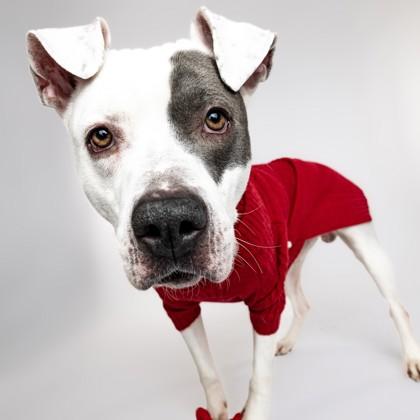 Pete, Adoptable, Adult Male Pit Bull Terrier & Mixed Breed.