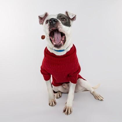 Enlarge Pete, a Adoptable mixed breed in Sterling Heights, MI image 2/3
