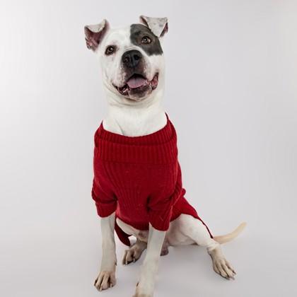 Enlarge Pete, a Adoptable mixed breed in Sterling Heights, MI image 3/3