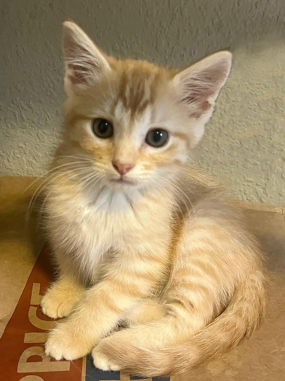 Betty Jo & Billie Jo — thumbnail 3