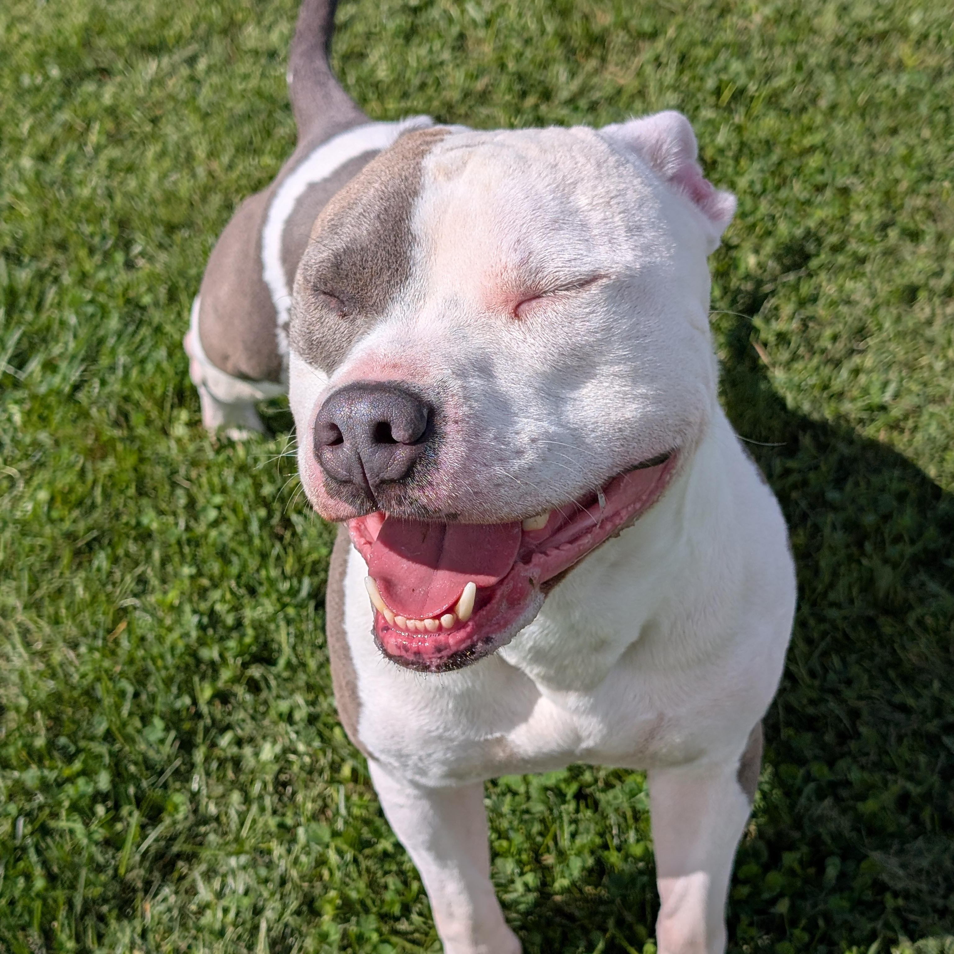 Enlarge 192200 Patch LOOKING FOR OWNER, a Adoptable Pit Bull Terrier in Ravenna, OH image 3/5