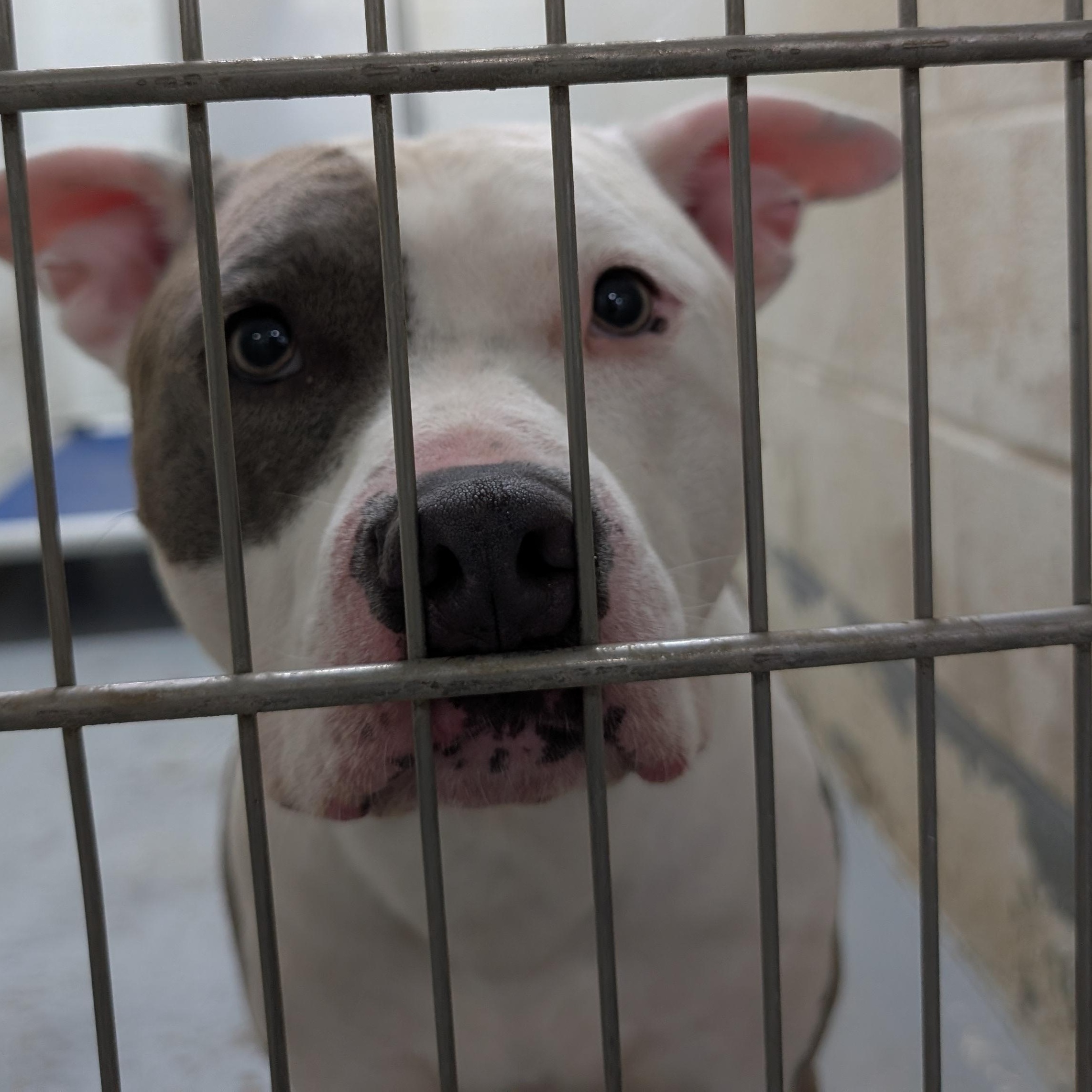 192200 Patch LOOKING FOR OWNER, Adoptable, Adult Male Pit Bull Terrier.