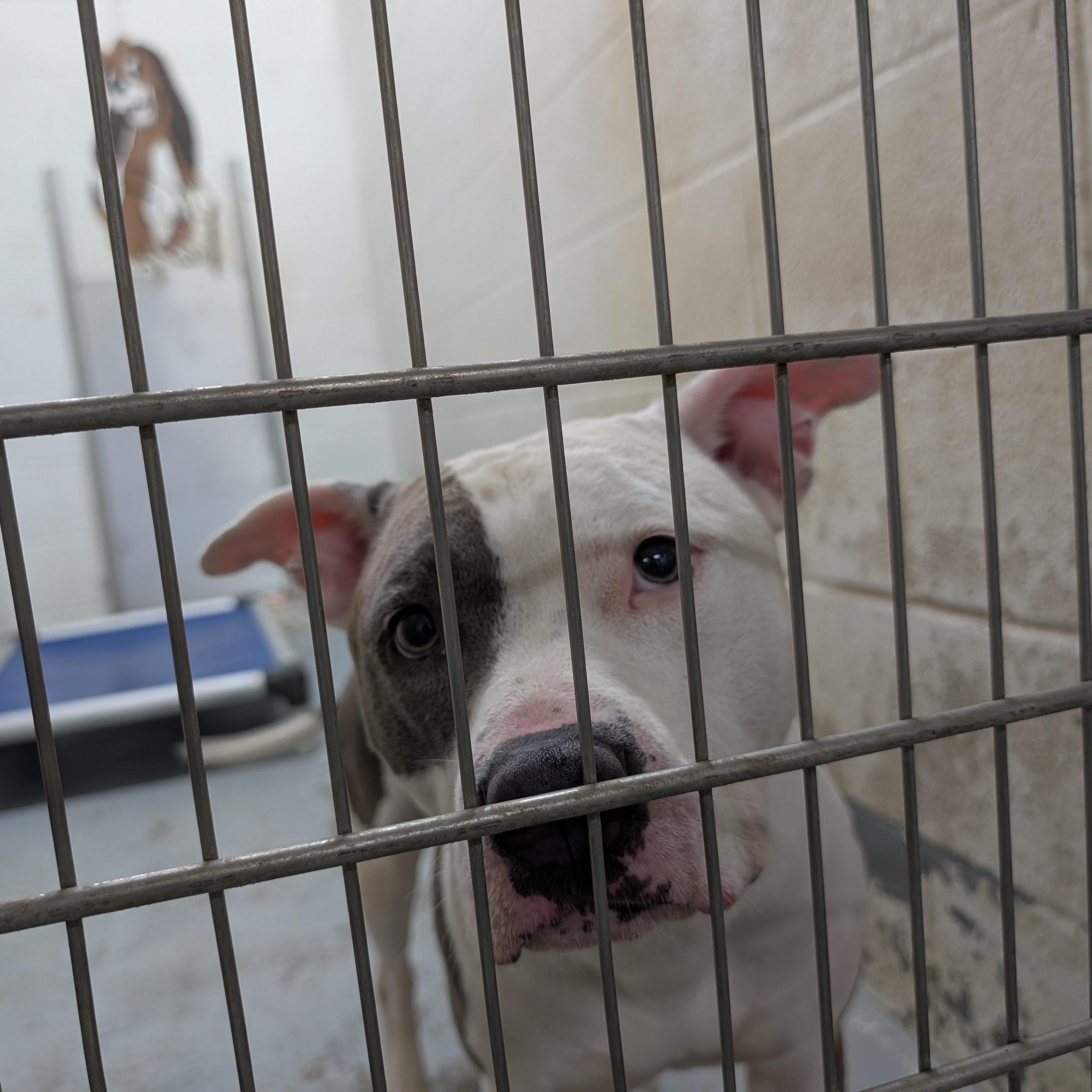 Enlarge 192200 Patch LOOKING FOR OWNER, a Adoptable Pit Bull Terrier in Ravenna, OH image 2/2