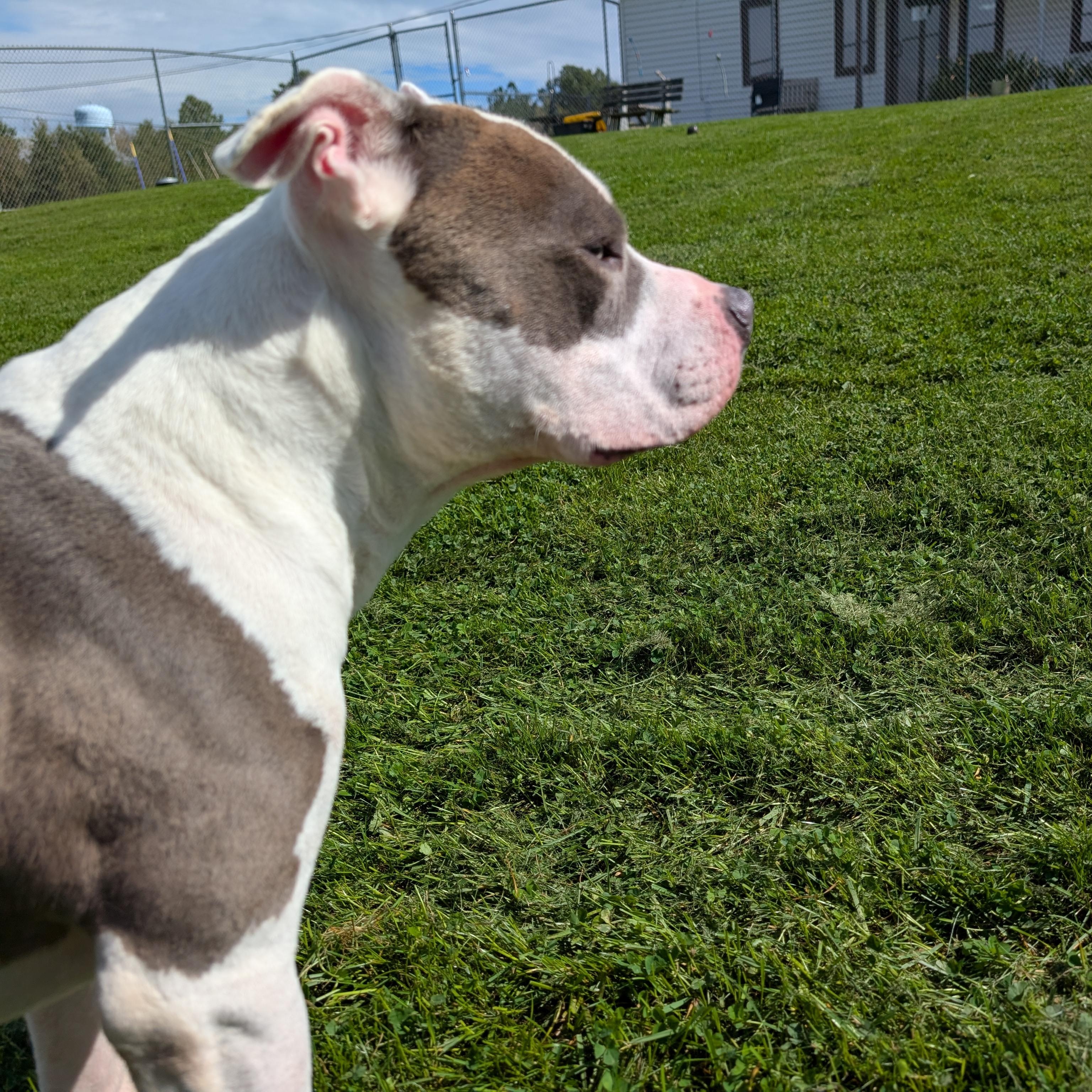 192200 Patch LOOKING FOR OWNER, Adoptable, Adult Male Pit Bull Terrier.