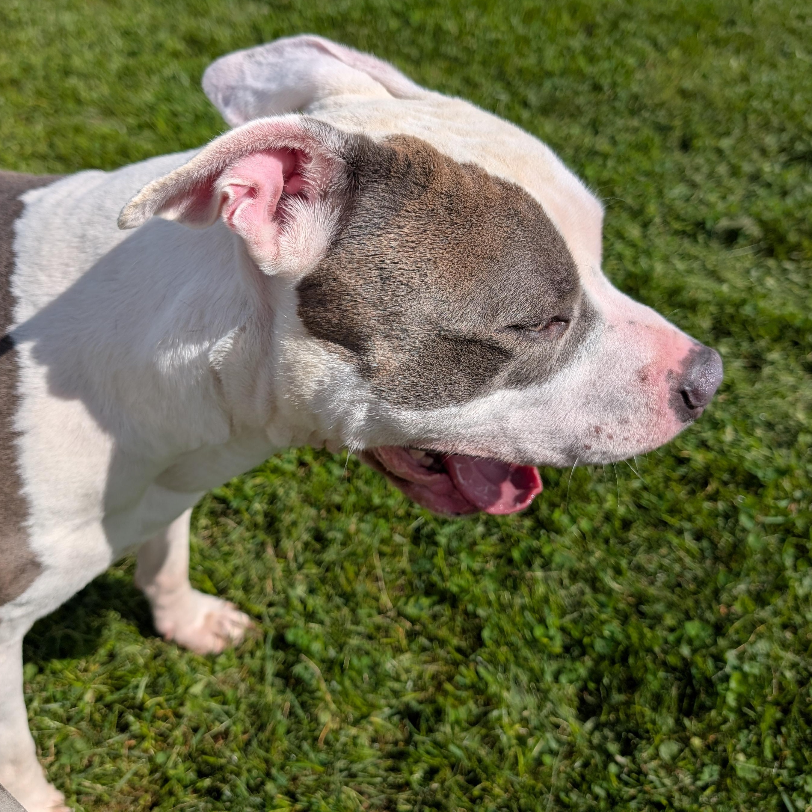 Enlarge 192200 Patch LOOKING FOR OWNER, a Adoptable Pit Bull Terrier in Ravenna, OH image 2/5
