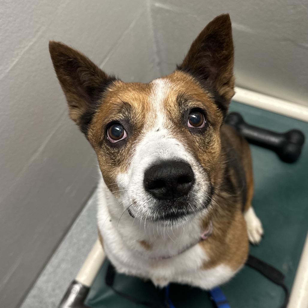 Katty, Adoptable, Adult Female Cardigan Welsh Corgi & Cattle Dog.
