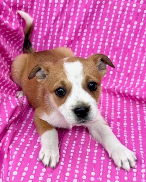 Lily Flora — thumbnail 3