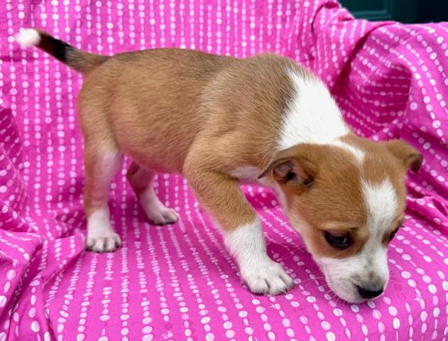 Lily Flora — thumbnail 4