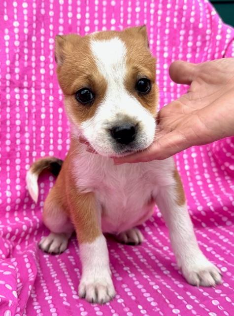 Lily Flora — thumbnail 5