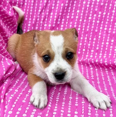 Lily Flora — thumbnail 6