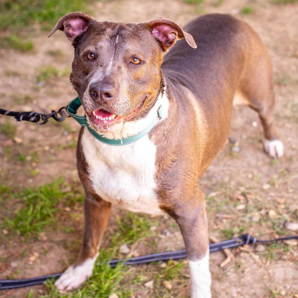 Enlarge May May, a Adoptable mixed breed in Hattiesburg, MS image 1/1