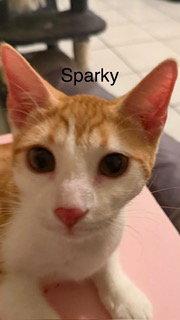 Sparky, Adoptable, Young Male Domestic Short Hair.
