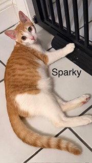 Enlarge Sparky, a Adoptable Domestic Short Hair in Oakland Park, FL image 2/3