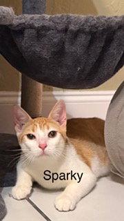 Enlarge Sparky, a Adoptable Domestic Short Hair in Oakland Park, FL image 3/3