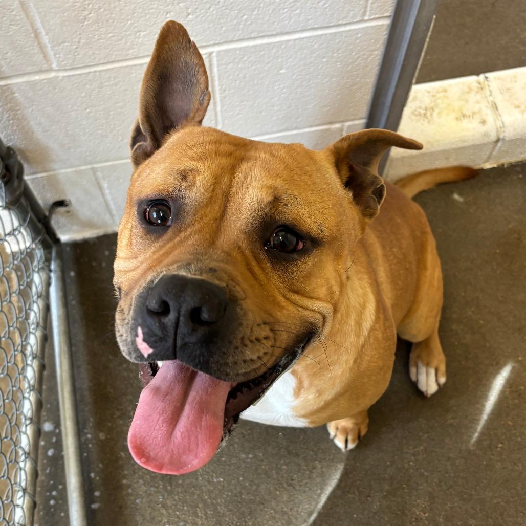 Skuishy, Adoptable, Young Male Pit Bull Terrier.