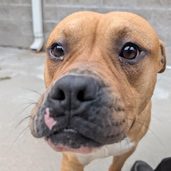 Enlarge Skuishy, a Adoptable Pit Bull Terrier in Manhattan, KS image 2/5