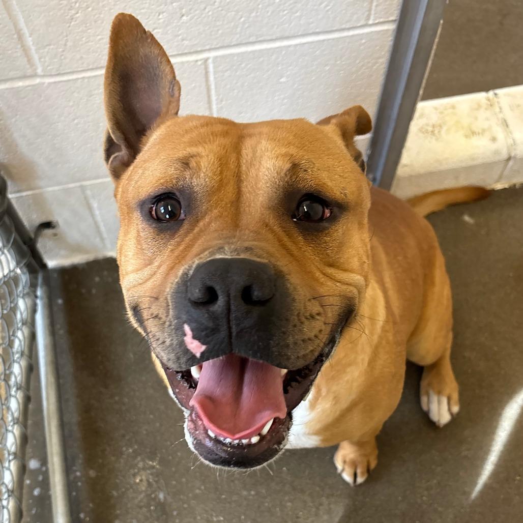 Enlarge Skuishy, a Adoptable Pit Bull Terrier in Manhattan, KS image 3/5