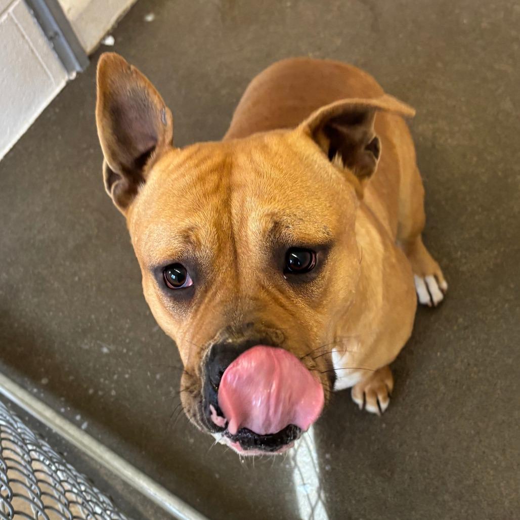 Enlarge Skuishy, a Adoptable Pit Bull Terrier in Manhattan, KS image 4/5