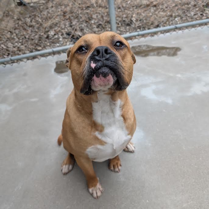 Enlarge Skuishy, a Adoptable Pit Bull Terrier in Manhattan, KS image 5/5