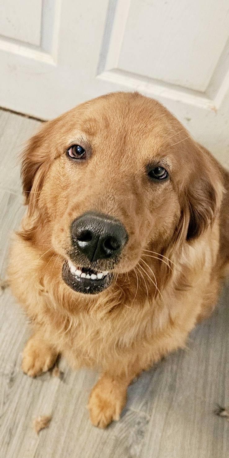 Enlarge Marsha, a Adopted Golden Retriever in Toledo, OH image 1/2