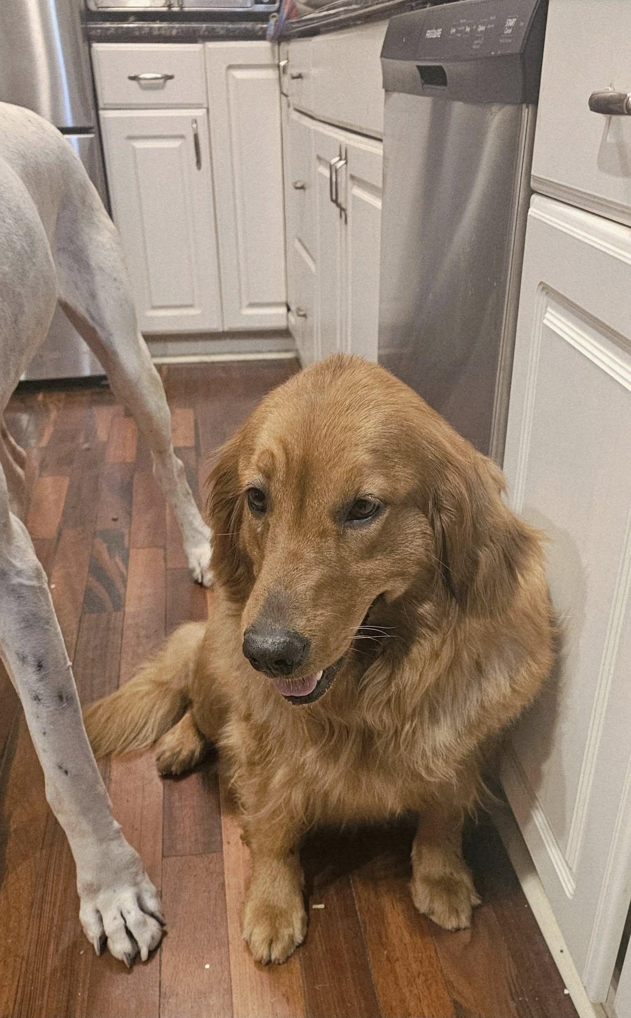 Enlarge Marsha, a Adopted Golden Retriever in Toledo, OH image 2/2