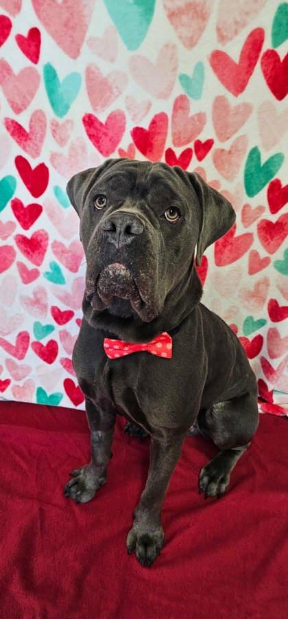 Enlarge Zeus, a ADOPTABLE Mixed Breed in Manitowoc, WI image 1/1