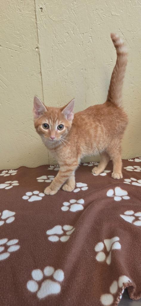 Enlarge Udon, a Adoptable mixed breed in Shelbyville, TN image 1/3